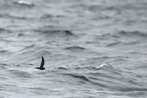 Ashy Storm-Petrel